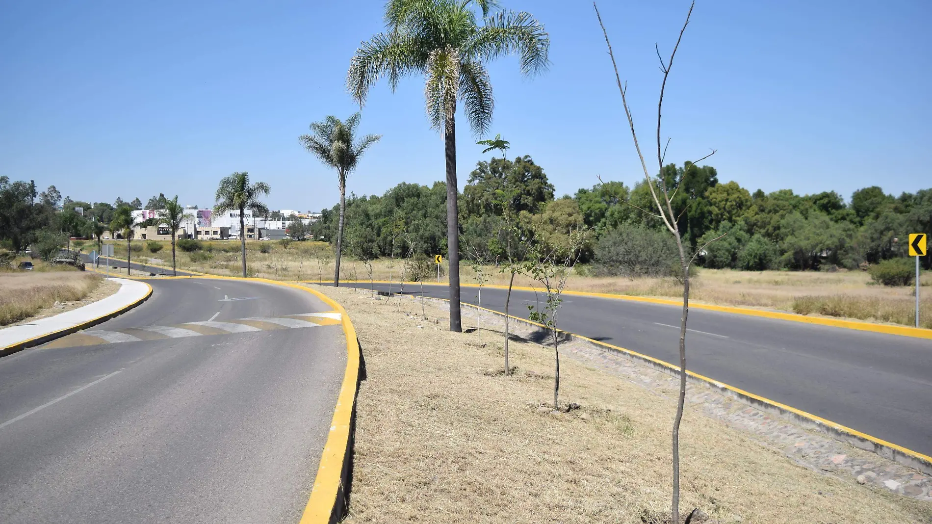 Durante el 2018 hubo reforestación de seis mil 500 árboles. Foto Jacob Cabello